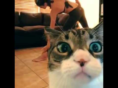 Funny Cat Photobombs Yoga Video | Cute Kitty | Chicago Comedy Film Festival